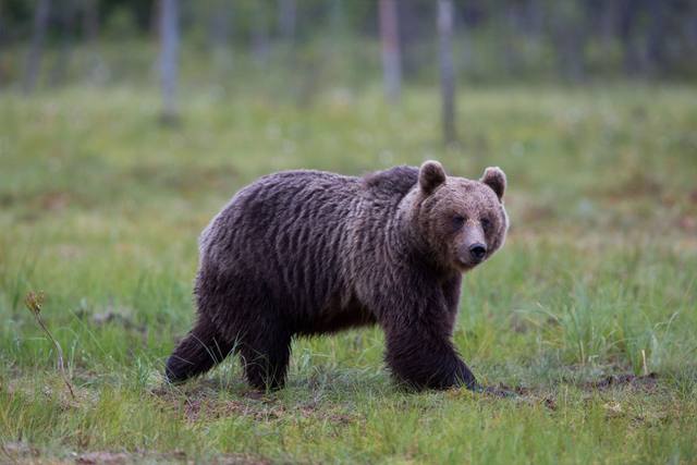 Om du kör på björn, varg, järv, lo eller utter måste du anmäla det till polisen, precis som med älg, rådjur och vildsvin.