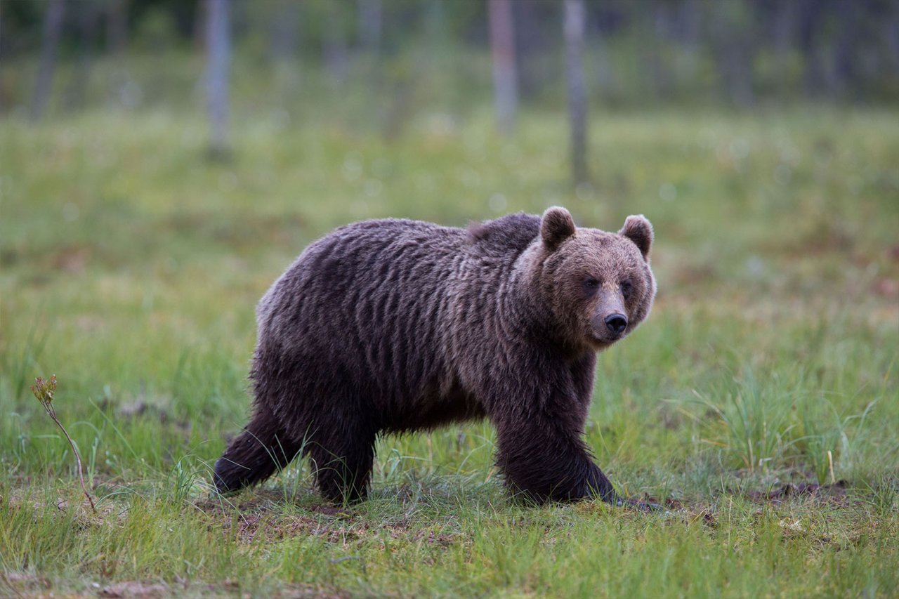 Om du kör på björn, varg, järv, lo eller utter måste du anmäla det till polisen, precis som med älg, rådjur och vildsvin.