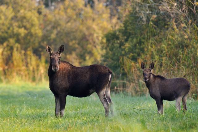Möter du en älg på vägen kan det vara svårt att undvika en kollision. Älgar är de djur som orsakar flest personskador vid viltolyckor.