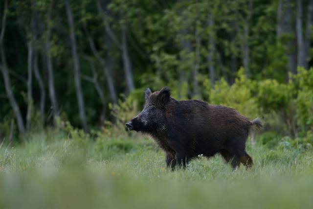Om du krockar med ett vildsvin ska du alltid anmäla olyckan till polisen via 112, även om djuret springer iväg.